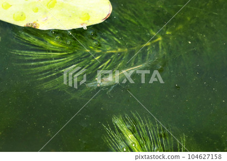 Numa shrimp friend 104627158