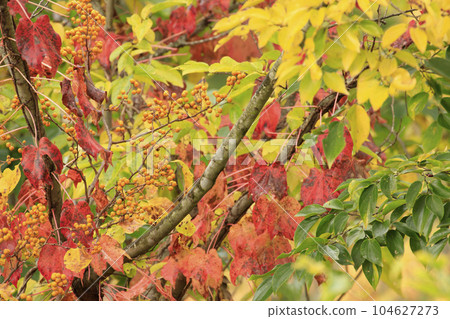 秋天的森林風景:紅楓林的果實 秋天的森林風景:紅楓林的果實 104627273