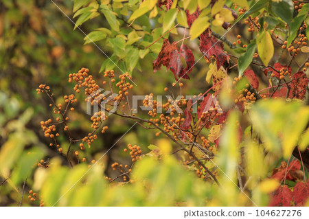 秋天的森林風景:紅楓林的果實 秋天的森林風景:紅楓林的果實 104627276