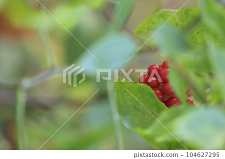 Autumn forest scenery red Sankirai fruit among green leaves Autumn forest scenery red Sankirai fruit among green leaves 104627295