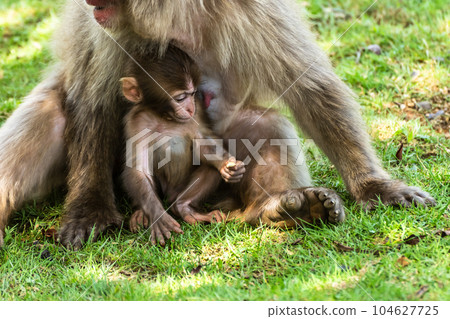 Parent and child of Japanese macaque Arashiyama Monkey Park Iwatayama 104627725