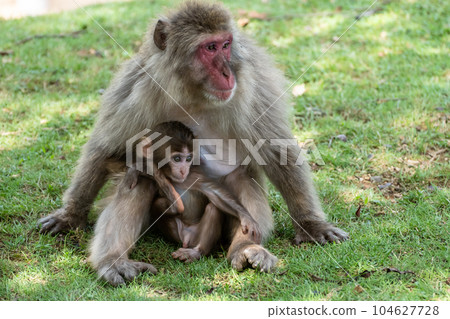Parent and child of Japanese macaque Arashiyama Monkey Park Iwatayama 104627728