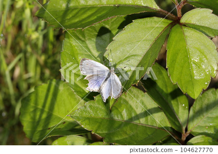 Yamato Shizimi Yamato Shizimi 104627770