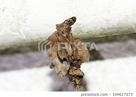 Larvae of Ominoga 104627873