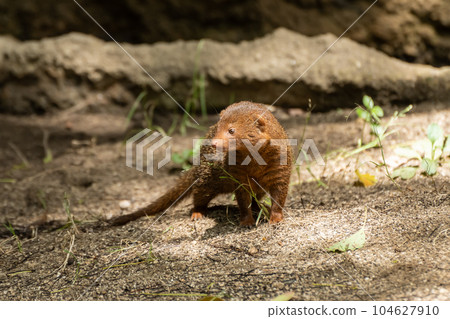 Kobito Mongoose Tennoji Zoo Kobito Mongoose Tennoji Zoo 104627910