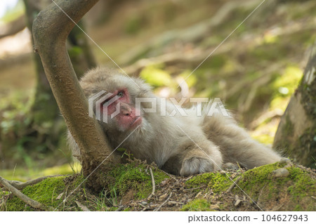 Japanese macaque Arashiyama Monkey Park Iwatayama Japanese macaque Arashiyama Monkey Park Iwatayama 104627943