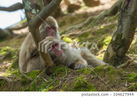 Japanese macaque Arashiyama Monkey Park Iwatayama Japanese macaque Arashiyama Monkey Park Iwatayama 104627944
