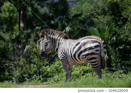 zebra  104628009