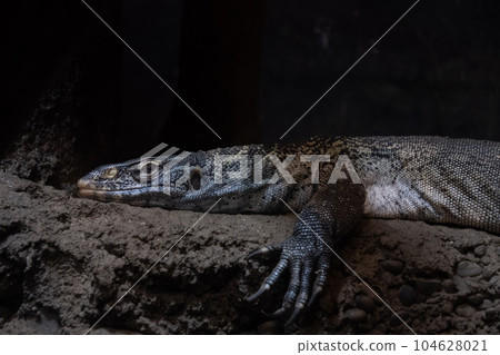 Giant lizard 104628021
