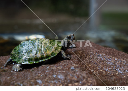 Turtle 104628023