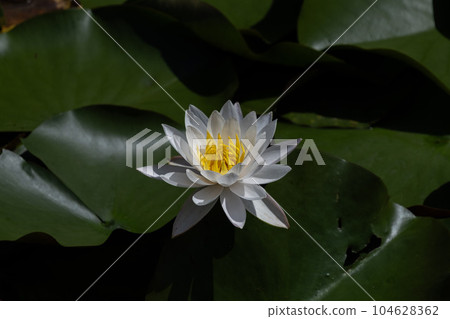 Water lily 104628362