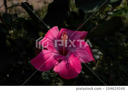 Hibiscus 104629348
