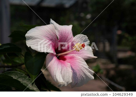 Hibiscus 104629349