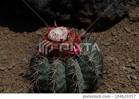 Cactus Cactus 104629357