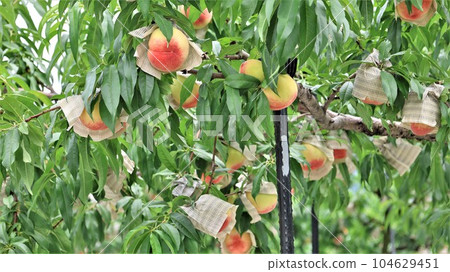 [Video included] Scenery of orchards, peaches of Arakawa (Momoyamacho, Kinokawa City, Wakayama Prefecture) 104629451