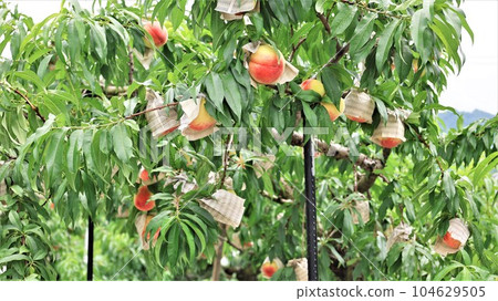 [Video included] Scenery of orchards, peaches of Arakawa (Momoyamacho, Kinokawa City, Wakayama Prefecture) 104629505