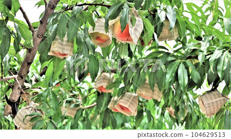 [Video included] Scenery of orchards, peaches of Arakawa (Momoyamacho, Kinokawa City, Wakayama Prefecture) 104629513