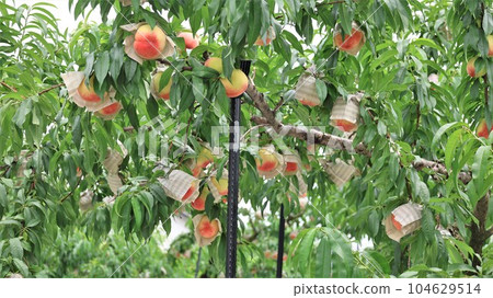 [Video included] Scenery of orchards, peaches of Arakawa (Momoyamacho, Kinokawa City, Wakayama Prefecture) 104629514