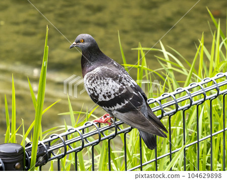 A single feral pigeon on a park fence 104629898