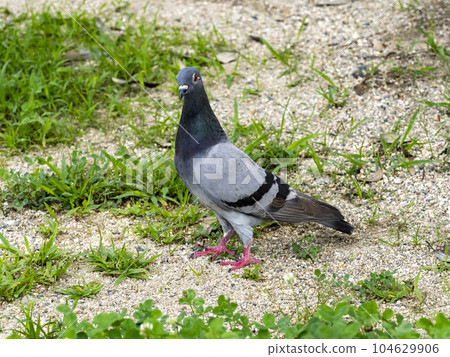 公園裡的一隻鴿子 公園裡的一隻鴿子 104629906