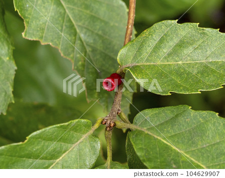 Insect gall on a branch of konara oak Insect gall on a branch of konara oak 104629907