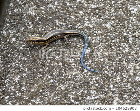 Japanese lizard on the ground Japanese lizard on the ground 104629908