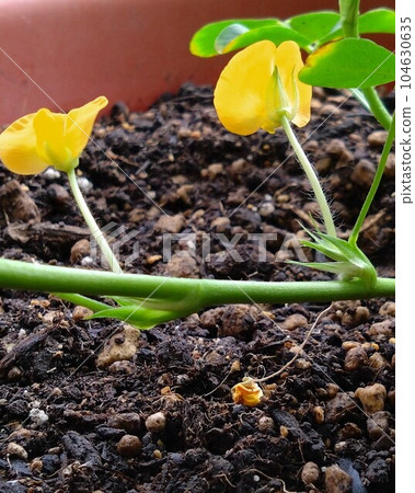 花生花開花第6天 104630635