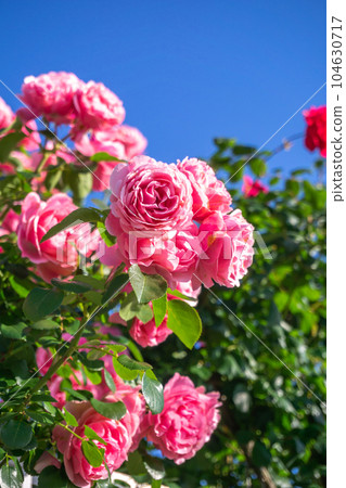 Rose flower outdoor shooting image 104630717