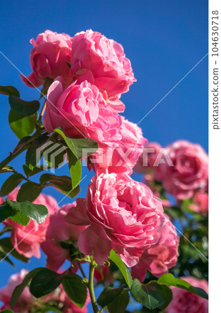 Rose flower outdoor shooting image 104630718
