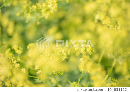 Alchemilla Morris的黃色花朵盛開[春天][初夏][雨季][夏天] 104631112