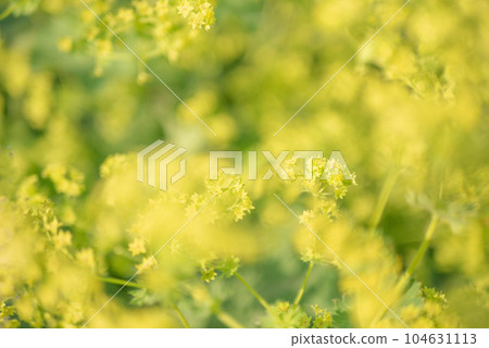 Yellow flowers of Alchemilla Morris blooming in full bloom [spring] [early summer] [rainy season] [summer] 104631113