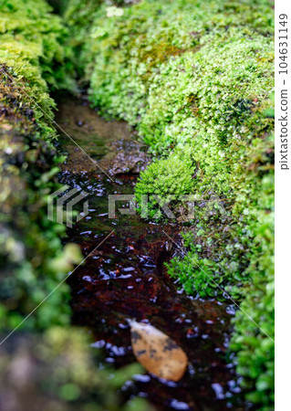 Moss growing on the waterside Moss growing on the waterside 104631149
