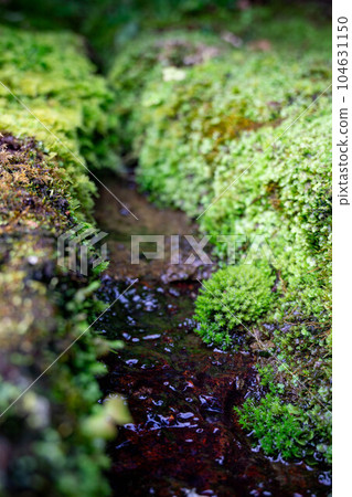 Moss growing on the waterside Moss growing on the waterside 104631150