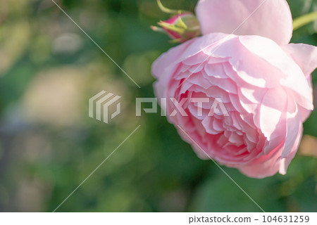 Beautiful pink roses are blooming [spring] [early summer] [rainy season] 104631259