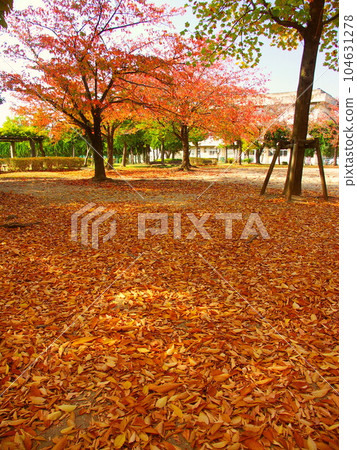 Late autumn park scenery with fallen leaves of zelkova and cherry blossoms 104631278