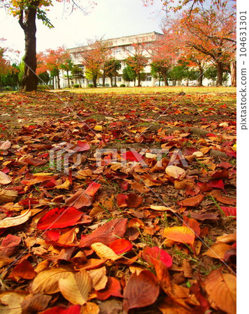Late autumn park scenery with fallen leaves of zelkova and cherry blossoms 104631301