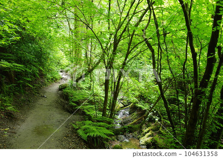 A view of Trail 6 Biwataki Course where a small stream runs through Mt. Takao A view of Trail 6 Biwataki Course where a small stream runs through Mt. Takao 104631358