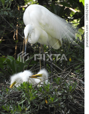 egret family 104632409