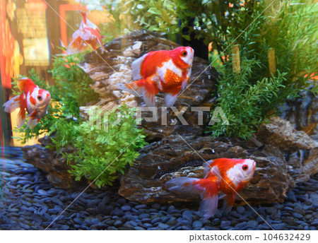 同步姿勢 104632429