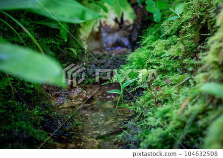 苔蘚的小世界 104632508
