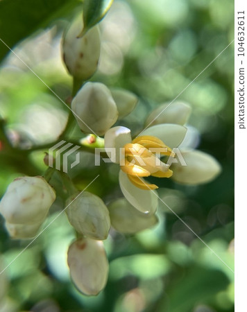 Nandina flower bud 2 Nandina flower bud 2 104632611