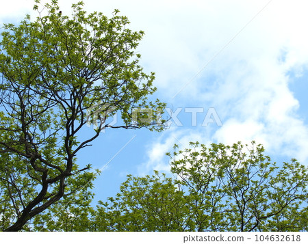 春天藍天映襯下的萌黃色嫩葉 104632618