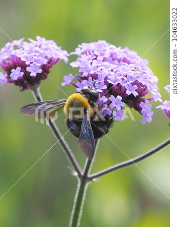 carpenter bees 104633022
