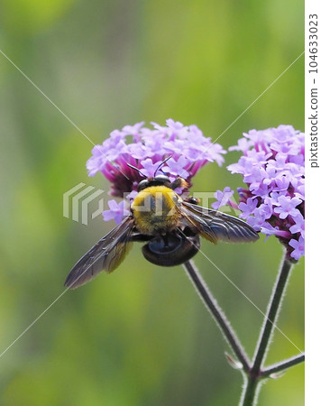 carpenter bees carpenter bees 104633023