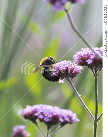 carpenter bees carpenter bees 104633025