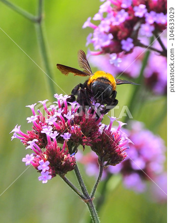 carpenter bees 104633029