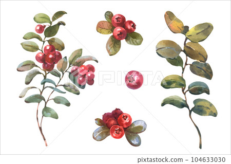 Watercolor vector illustration of Cranberry. Red Lingonberry with green leaves. Botanical hand painted illustration of forest plant 104633030
