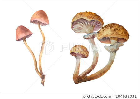 Watercolor honey fungus mushroom, Armillaria mellea. Hand drawn mushroom, vector illustration 104633031