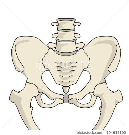 Pelvic structure color illustration 104633100