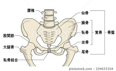 骨盆結構彩色圖 104633104